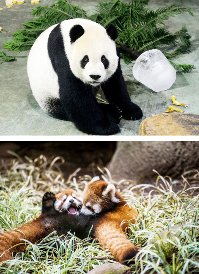 熊貓、貓熊分不清 專家說分明