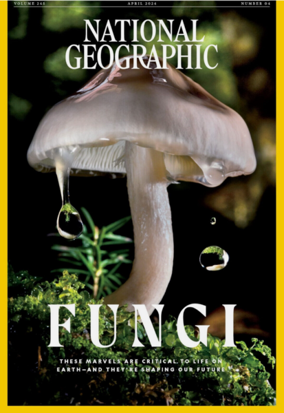 可辦識癌症、做永續材料 真菌世界奧妙多（國家地理 National Geographic）