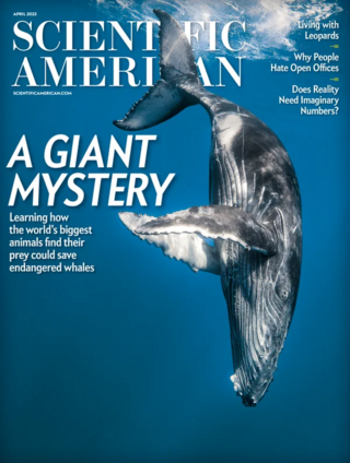 鬚鯨善找食物 成拯救瀕危物種關鍵（科學人 Scientific American）