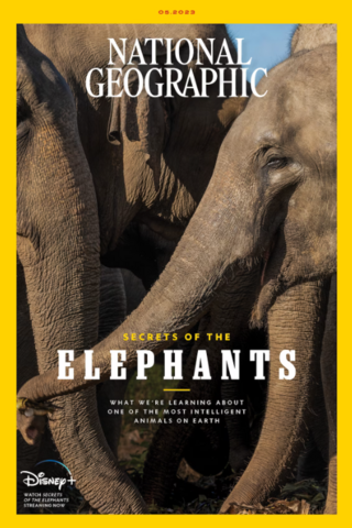 人與象衝突難遏止 科學家急尋共存之道（國家地理 National Geographic）