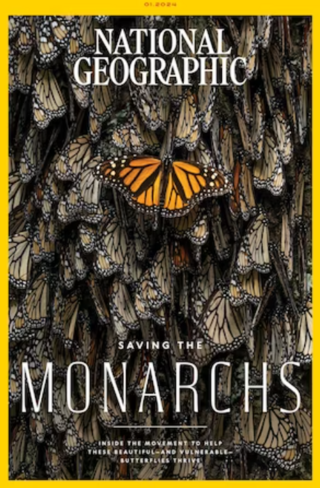 帝王斑蝶壯觀遷徙 恐因氣候變遷消失（國家地理 National Geographic）