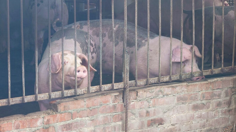 環境部將研擬加裝溫度探針及監視器,加強廚餘養豬的蒸煮監控;綠委則建議制定新法,強化廚餘處理效率與防止汙染。(中央社示意圖)